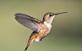 The little hummingbird spread its wings