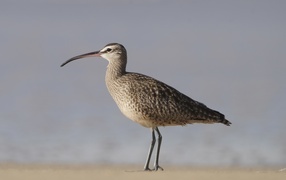 The middle curlew bird walks along the sand