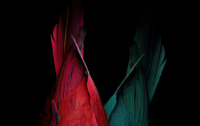 Хвост красного и зеленого попугая на черном фоне