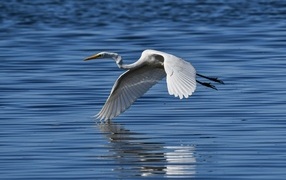 Белая цапля летит на водой