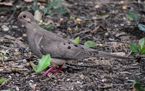 Turtle dove stands on the ground