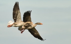 Два больших серых гуся летят в небе
