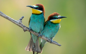 Две разноцветные птицы с острым клювом сидят на ветке