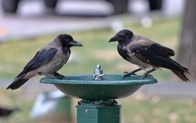 Two crows at a watering hole