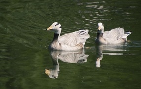 Два гуся плавают в воде