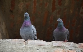 Два серых голубя под крышей