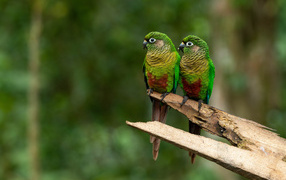 Two green parrots sitting on a branch