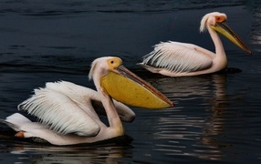 Two large pelicans swim in the water