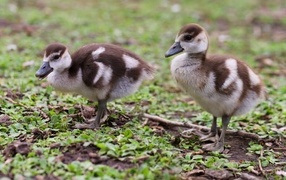 Два маленьких утенка на зеленой траве 