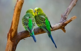 Два попугая неразлучника на ветке 