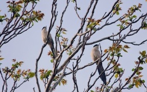 Две сороки сидят на ветках дерева 