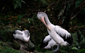 Два пеликана чистят перья