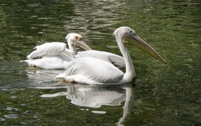 Два пеликана плавают в воде
