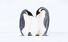 Два пингвина с птенцами на белом фоне