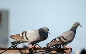 Два голубя сидят на балконе 