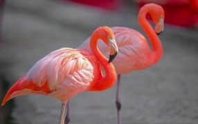 Два розовых фламинго крупным планом