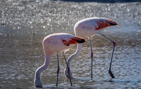 Два розовых фламинго в воде