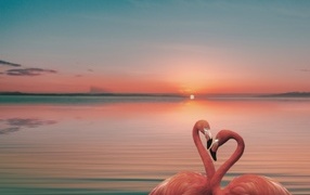 Two pink flamingos in the water at sunset