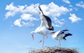 Два аиста в гнезде на фоне неба