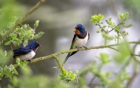 Два стрижа сидят на ветке дерева