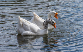 Два белых гуся в воде