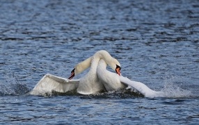 Два белых лебедя обнимаются в воде