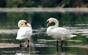 Two white swans stand in the water on the shore of the lake
