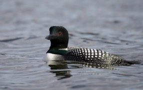Waterfowl loon in the water