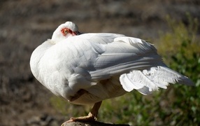 Белая утка греется на солнце
