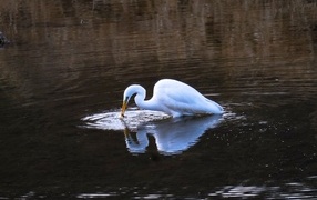 Белая цапля ловит рыбу в воде