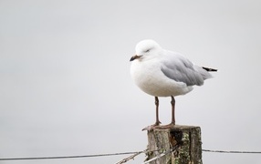 Белая чайка спит на столбе 