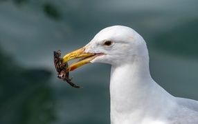 White seagull with prey in its beak