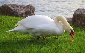 Белый лебедь на зеленой траве у воды