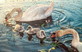 White swans with chicks in the water