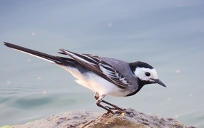 White wagtail standing on a wet stone