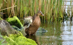 Дикая утка в воде на берегу озера