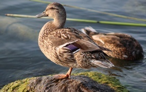 Wild duck stands on a stone near the water