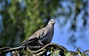 Дикий серый голубь сидит на ветке