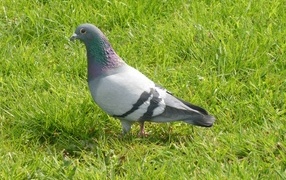 Wild pigeon stands on green grass