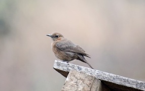 Птица крапивник сидит на  деревянной планке