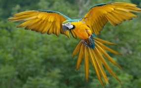 Yellow-blue macaw parrot soars in the air