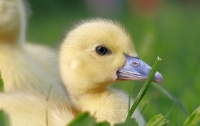 Желтый утенок в траве крупным планом