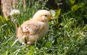 Желтый маленький цыпленок сидит в зеленой траве
