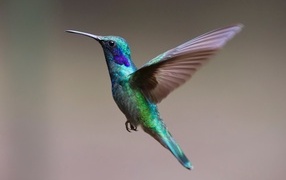 Маленькая разноцветная птица колибри крупным планом