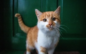 A beautiful red and white cat stands at the door