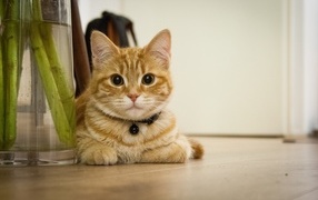 Красивый рыжий кот лежит у вазы с цветами