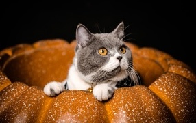 A purebred cat with yellow eyes sits in a pumpkin