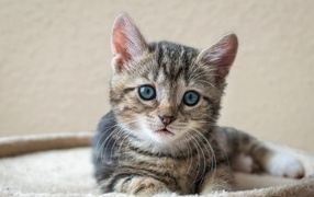 A small gray blue-eyed kitten lies on a bed