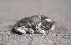 Маленький серый котенок лежит на асфальте