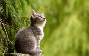 A small gray kitten sits on a spruce stump